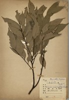 藏品(南投柯)的圖片